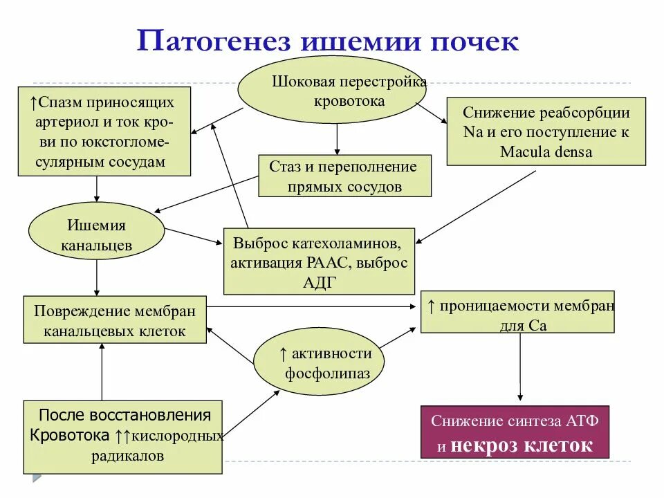 Механизмы развития ишемии. Патогенез ишемии почек. Острое повреждение почек патогенез. Острое почечное повреждение этиология. Патогенез ишемии.