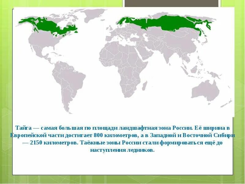 Самая большая зона в россии. Географическое положение тайги в России карта. Зона тайги на карте мира. Хвойные леса Тайга географическое положение. Зона тайги географическое положение.