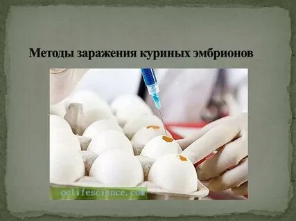 Заражение куриного эмбриона