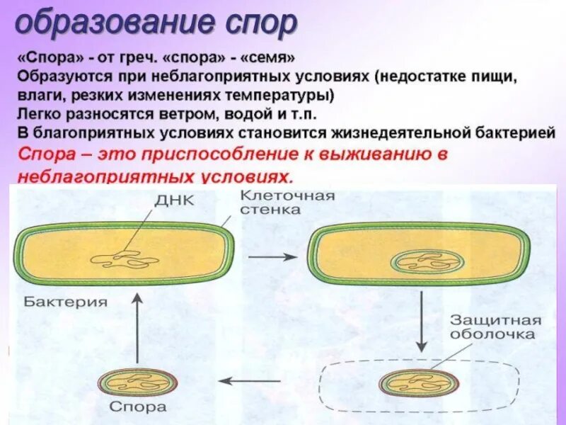 Бактерии образующие споры в неблагоприятных условиях. Спорообразование бактериальной клетки. Прокариотическая клетка спорообразование. Строение споры бактерий. Образование спор у бактерий.