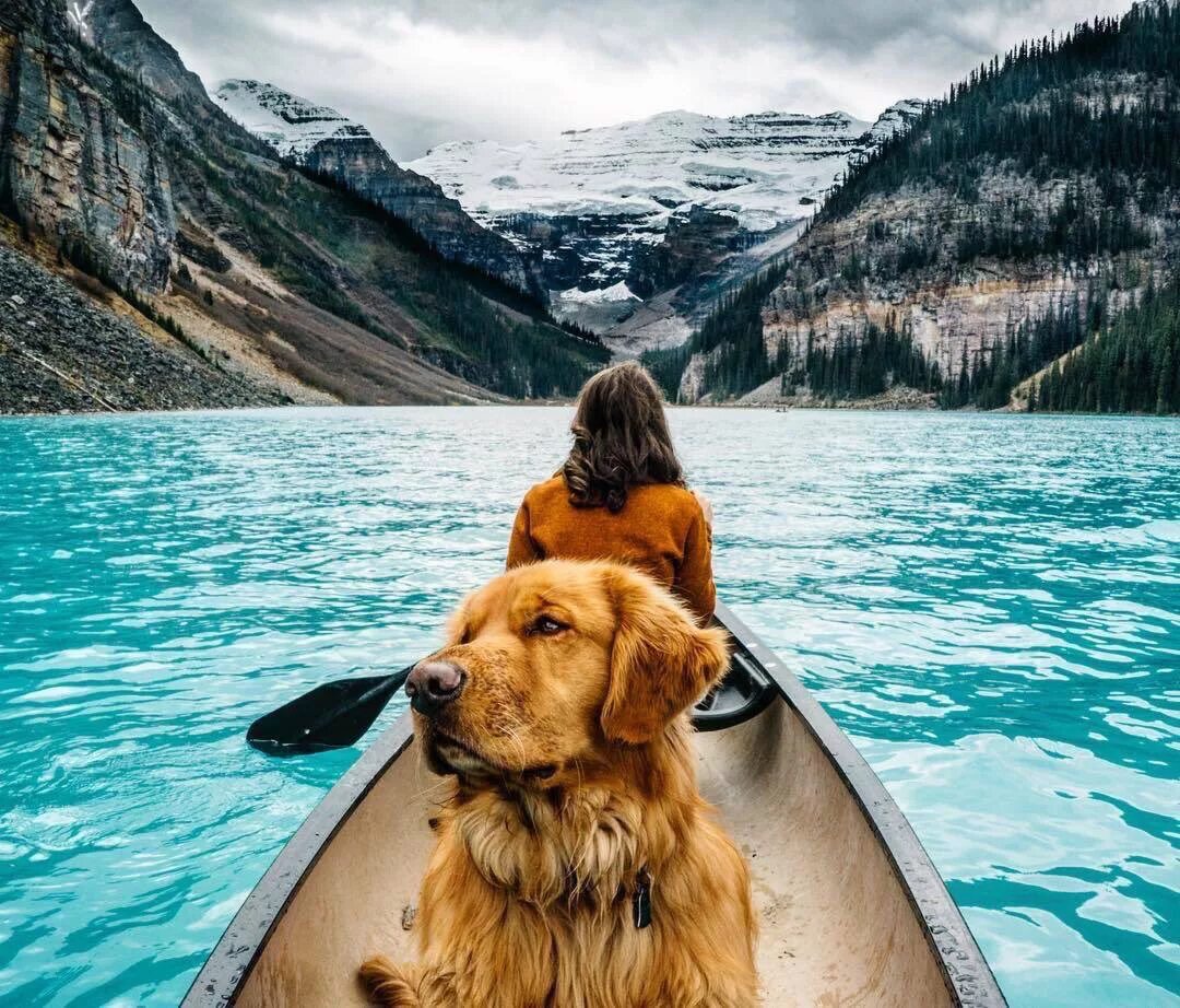 Собака путешественник. Путешествие с собакой. Туризм с собакой. Животные в путешествии. Travel like 12