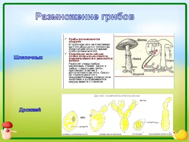 Размножение шляпочного гриба схема. Типы размножения грибов. Шляпочные грибы строение размножение. Размножение грибов 3 класс. Функция спор грибов