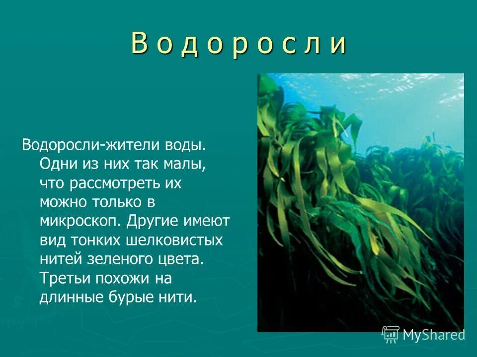 Рассказ о водорослях. Водоросли рассказать. Доклад про водоросли. Небольшой доклад про водоросли.