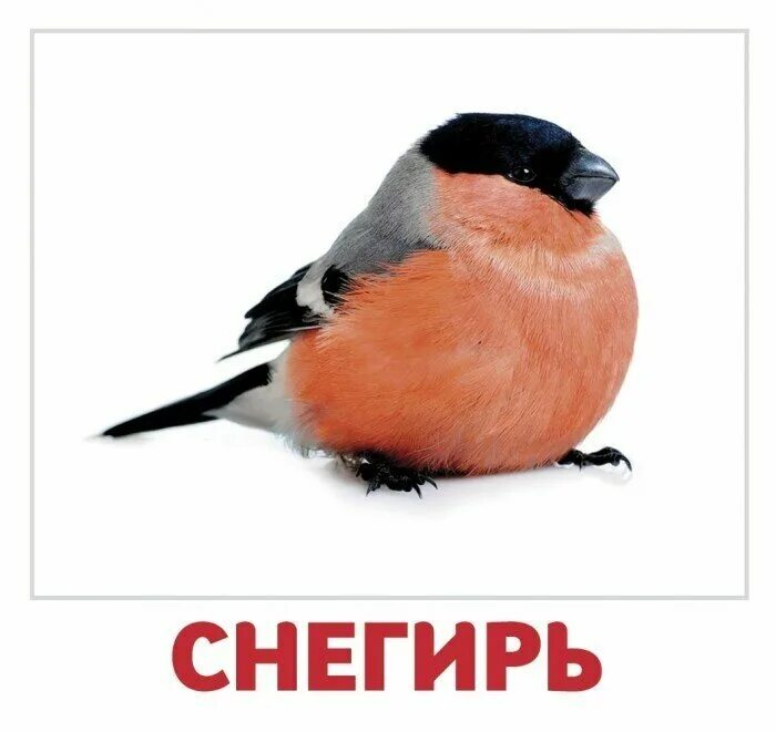 Снегирь звуки и буквы