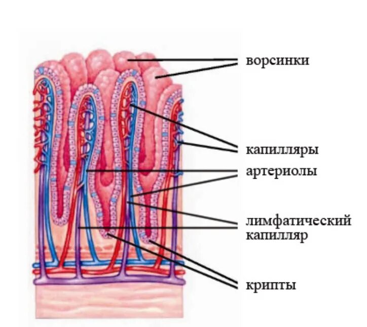 Тонкая слизистая оболочка желудка. Строение эпителия тонкой кишки. Строение ворсинки слизистой оболочки тощей кишки. Строение эпителия тонкой кишки рис 51. Слизистая оболочка тонкого кишечника строение.