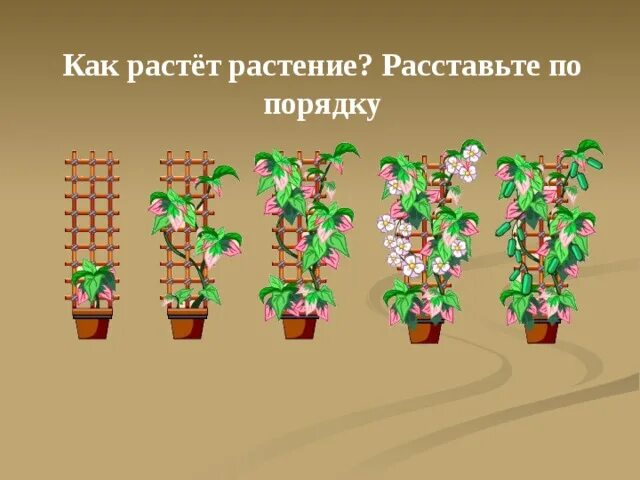 Росла растет выросла вырастет подросла. Как вырасти цветок. Как растет цветок. Как они растут. Порядок вырастания цветка.