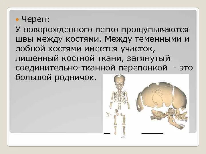 Сколько костей у новорожденного. Костная система ребенка. Между лобной и теменными костями. Кости новорожденного ребенка. Состояние костной системы у детей.