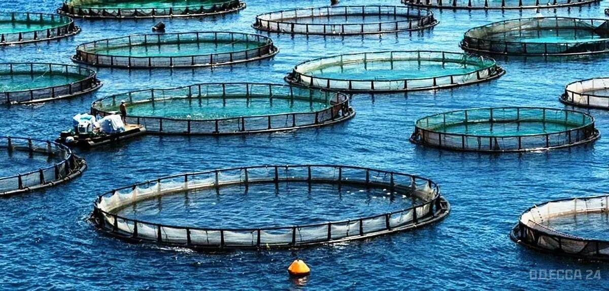 Рыбоводческое хозяйство форель. Рыбоводные садки северная норвегия. Узв-105. Аквакультура в карелии. Аквакультура форель.