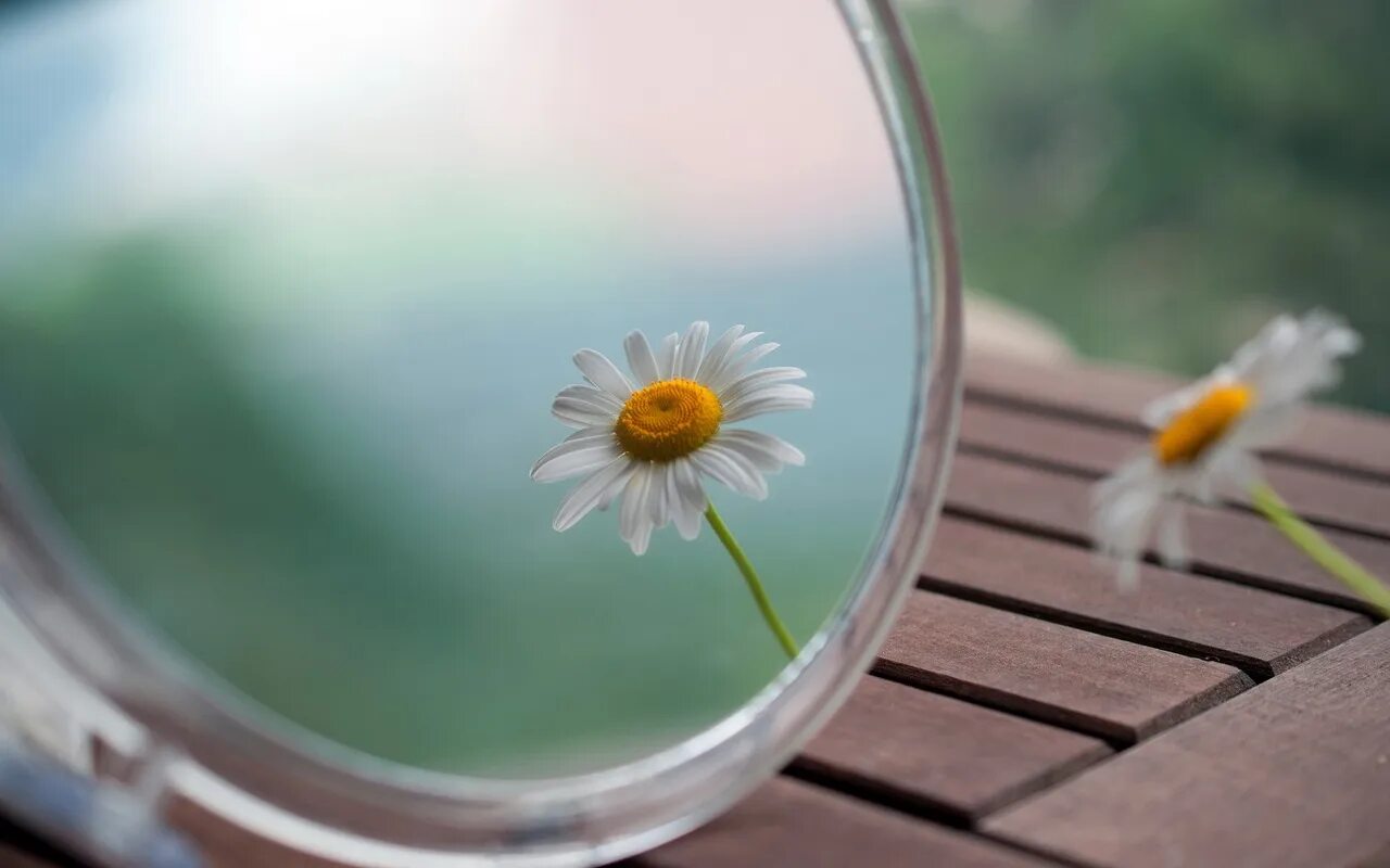 Цветы отражаются в зеркале. Отражение цветка в зеркале. Чистота души. Зеркало Ромашка.