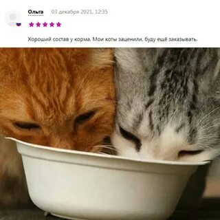 Кошка ест другую кошку