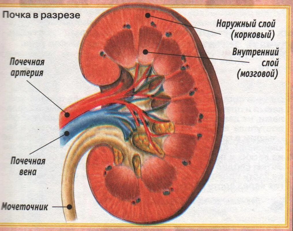 Строение почки продольный разрез рисунок. Строение почки поперечный разрез. Строение почки в разрезе. Строение почки на срезе.