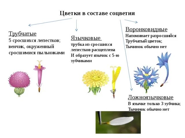 Сложноцветные трубчатые и воронковидные. Сложноцветные воронковидные. Трубчатые воронковидные и язычковые. Астровые воронковидные строение. Формула цветка растений семейства сложноцветные