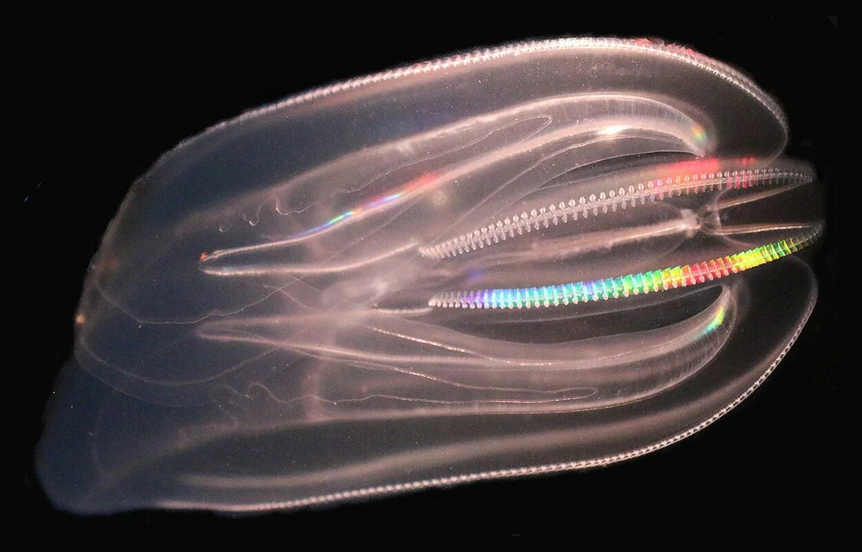 Comb jellies. Медуза Гребневик мнемиопсис. Гребневика Берое (Beroe ovata). Медуза Гребневик черного моря. Мнемиопсис медуза в черном море.