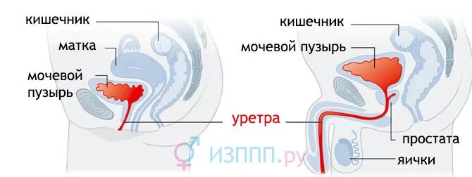 Отверстие мочеиспускательного канала расположение у женщин Татьяна Маричева ВКонтакте