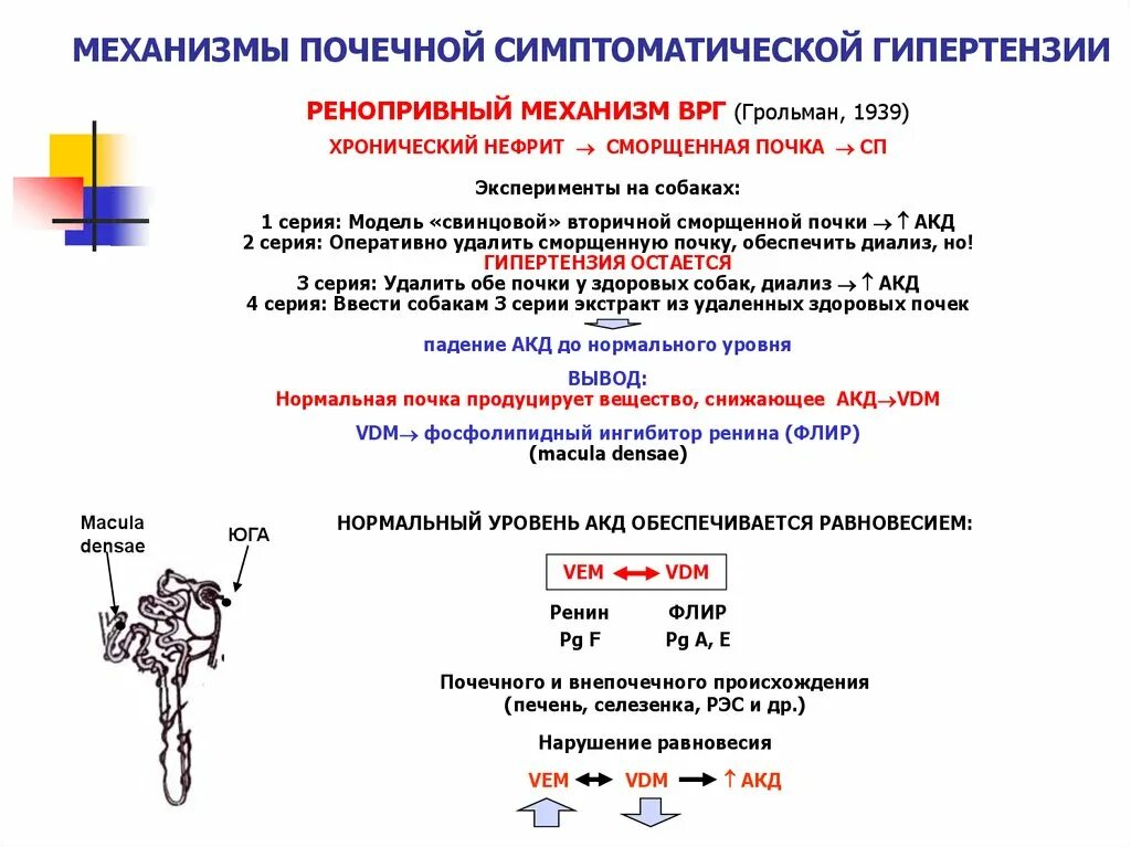 Патогенетические механизмы артериальной гипертензии. Механизм аг. Механизм развития ii стадии гипертонической болезни. Схема формирования артериального давления. Гипертонический криз патогенез схема.