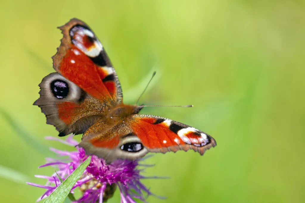 Какие имена бабочек. Павлиний глаз. Название бабочек. Павичеве око метелик. Коричневая бабочка с пятнами на крыльях.