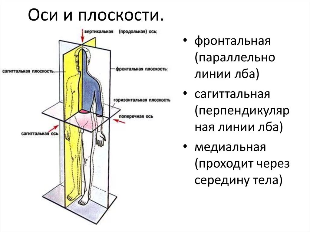 Линии в вертикальной плоскости и