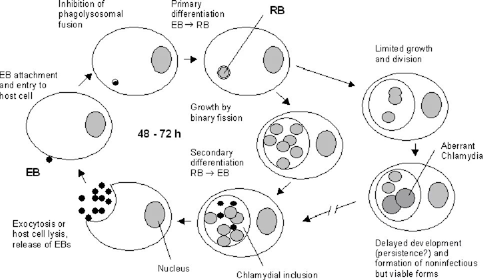 Хламидии время. Жизненный цикл Chlamydia. Экзоферменты Chlamydia pneumoniae. Этапы жизненного цикла Chlamydia. Цикл развития хламидии трахоматис.