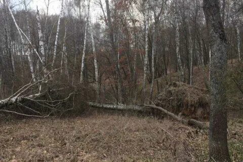 Очевидцы лес