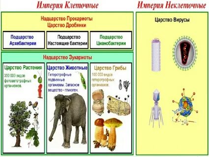 Надцарство крапивы