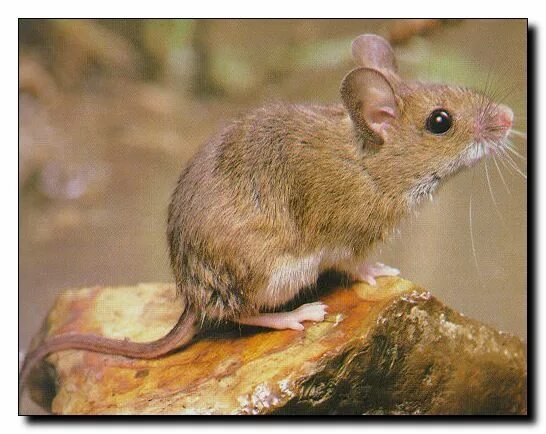 Слушай мышь. Пищание мыши. Мышка пищит. Мышиный писк. Пискнула мышь.