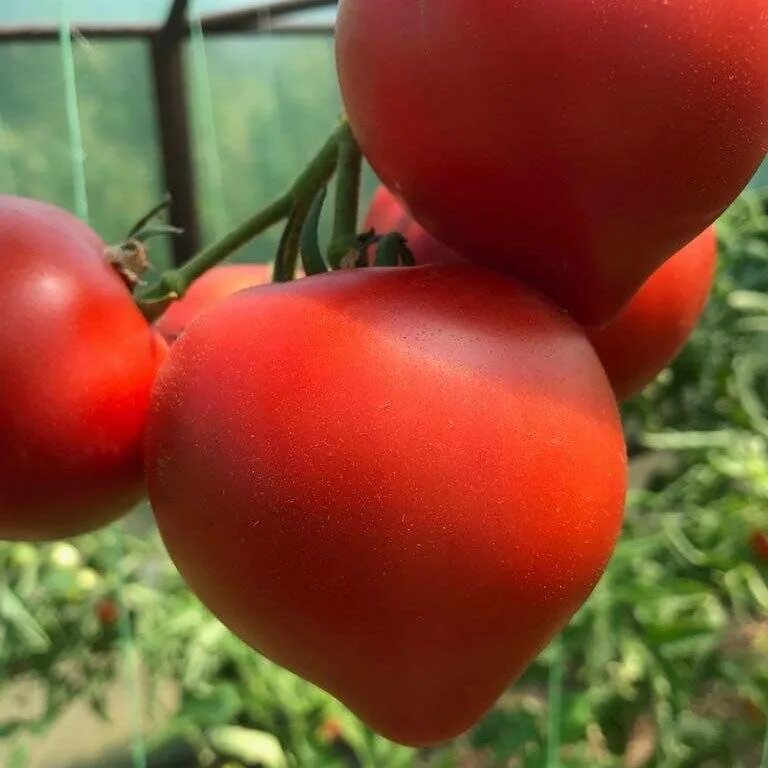 Томат Примо ред f1. Семена томат Примо ред. Томат Алешка f1. Гибриды томатов для открытого грунта