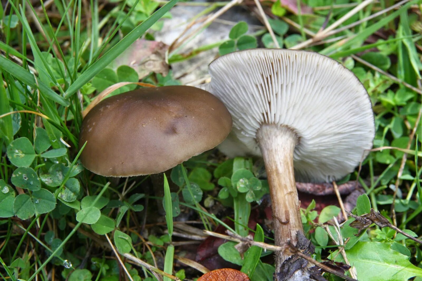 Ядовитые пластинчатые грибы. Меланолеука коротконожковая. Меланолеука прямоногая melanoleuca strictipes. Меланолеука коротконожковая melanoleuca brevipes. Меланолеука черно-белая.