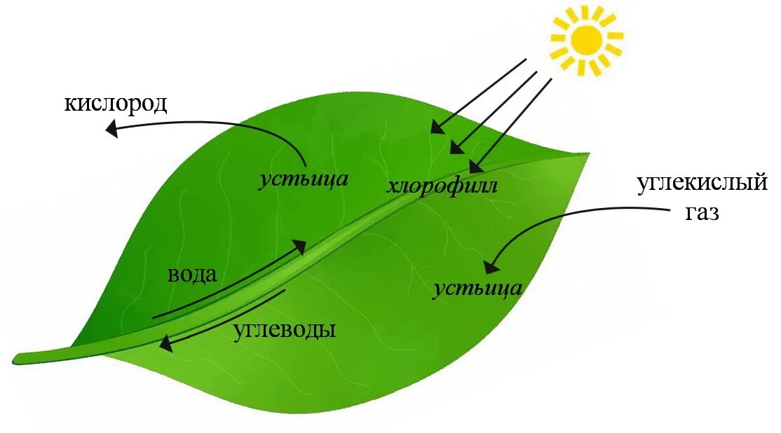 Фотосинтез растений схема 6 класс. Фотосинтез листа схема. Хлорофилл фотосинтез. Процесс фотосинтеза рисунок. Схема процесса фотосинтеза рисунок