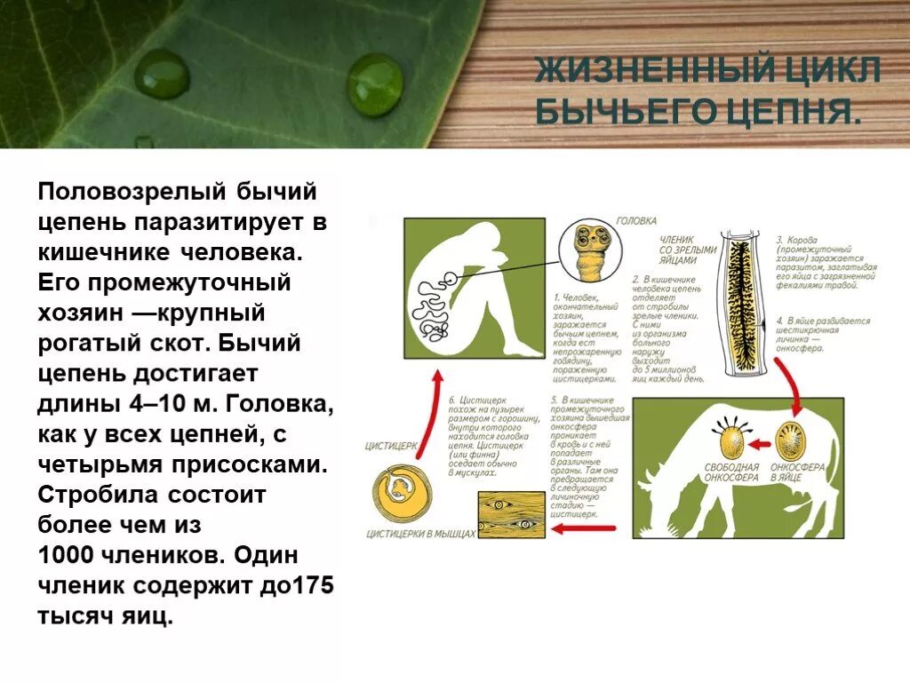 Какое развитие у бычьего цепня. Циклы паразитических червей бычий цепень. Циклы развития паразитических червей бычьего цепня. Циклы развития паразитических червей бычий цепень. Цикл развития бычьего цепня.