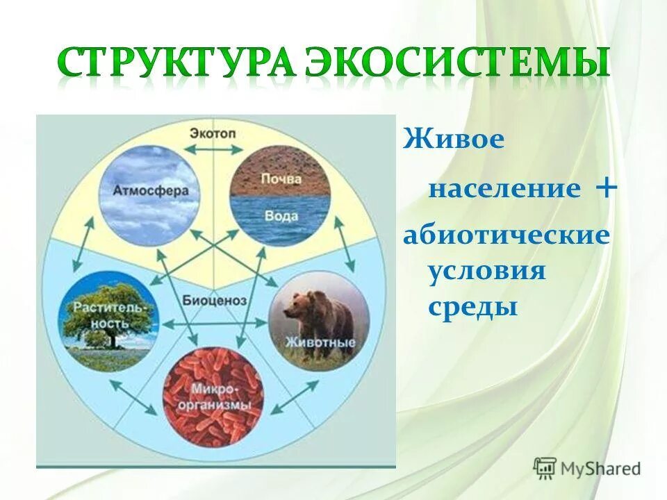 Биоценоз это в экологии. Отличие биоценоза от экосистемы. Биогеоценоз это кратко. Природное сообщество и экосистема. Что такое сообщество в биологии.