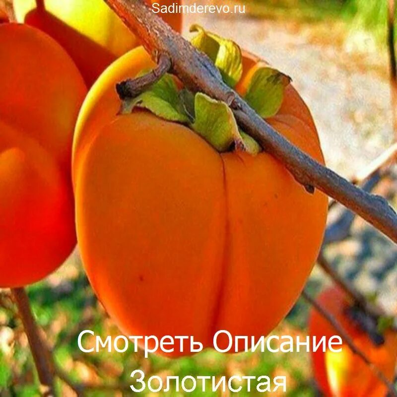 Хурма украинка. Виргинская хурма вандерфул. Хурма дерево. Хурма картинки. Хурма и запоры.