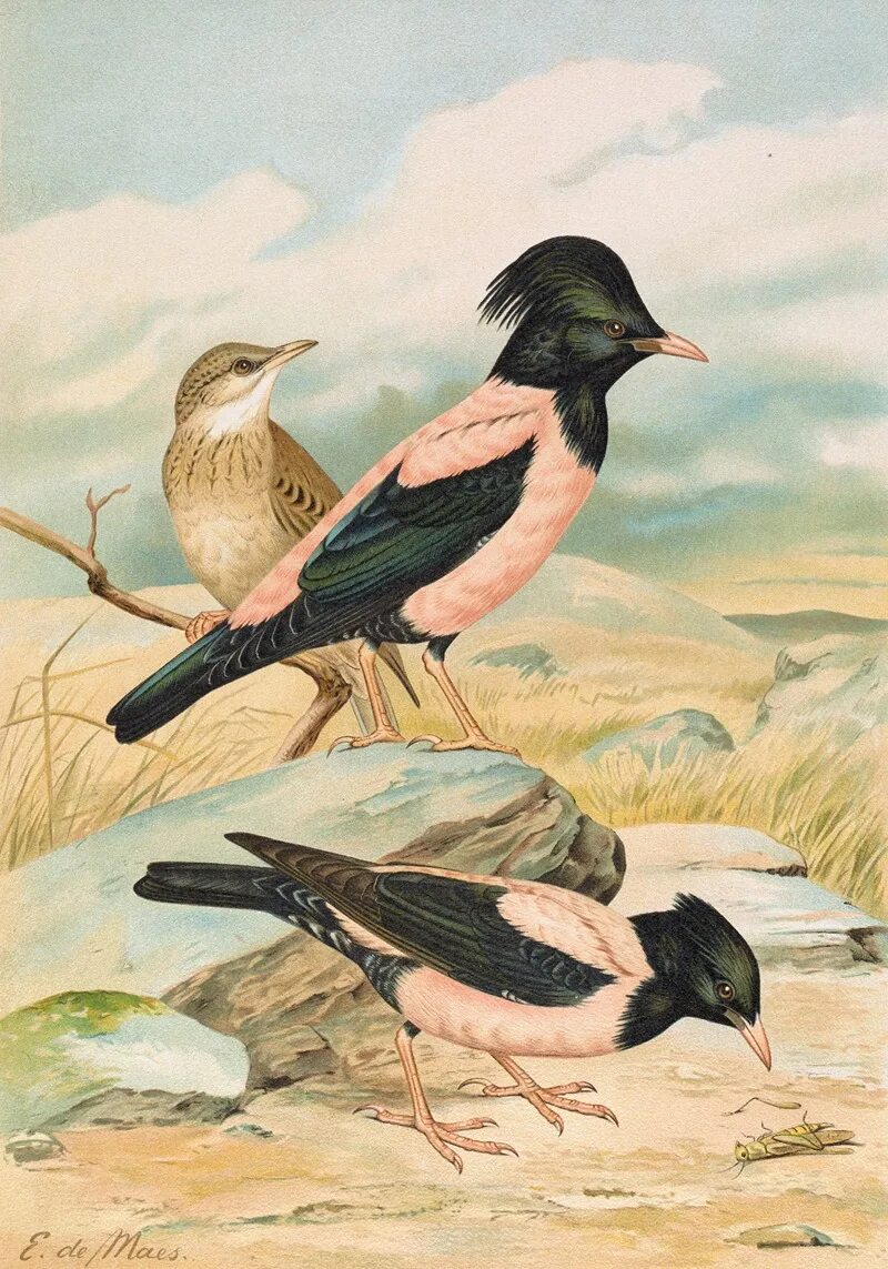 Птица история. Sturnus roseus. Розовый скворец Алтай. Розовый скворец. Птица розовый скворец.