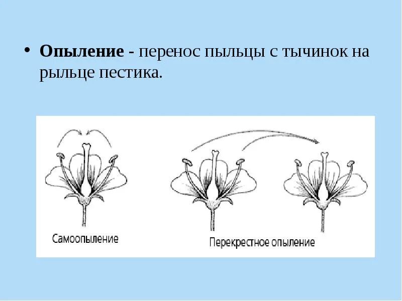 Какой процесс следует за опылением. Опыление растений. Перекрестное опыление растений. Опыление цветковых растений. Перекрестное опыление у цветковых.