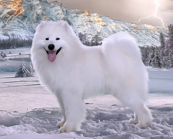 самоед смесь. авто авито собака самоед. авито собака самоед. самоед щенок. самоеды в краснодаре.