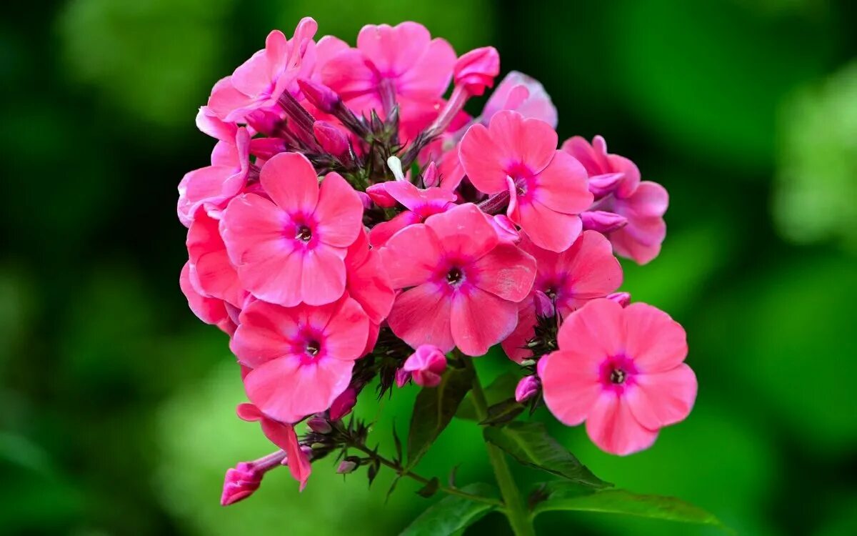 флокс друммонда летний микс.