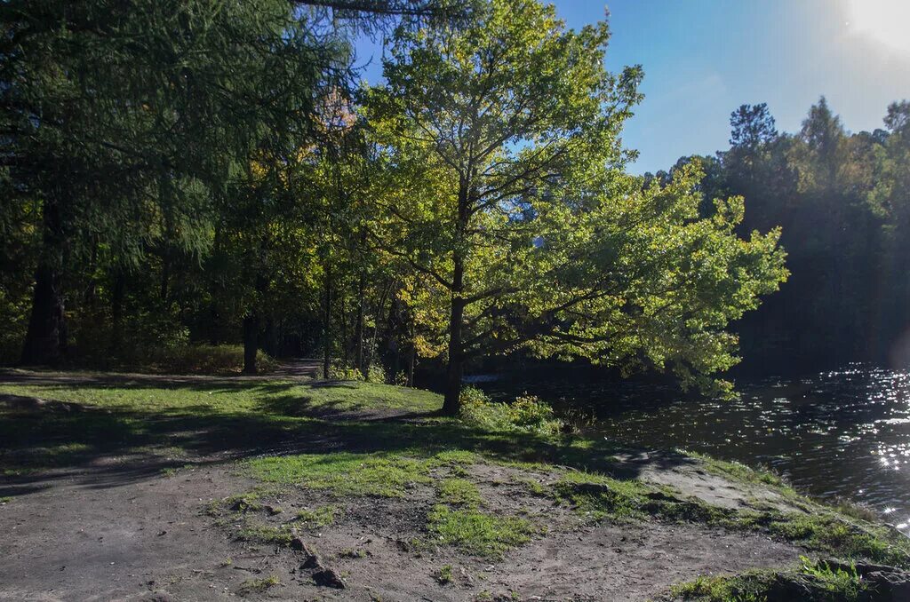 Сад людмилы турубановой-корнеевой. Розовый сад елены демьянчук. Осиновая роща 2. Сад людмилы турубановой-корнеевой. Розовый сад елены демьянчук.