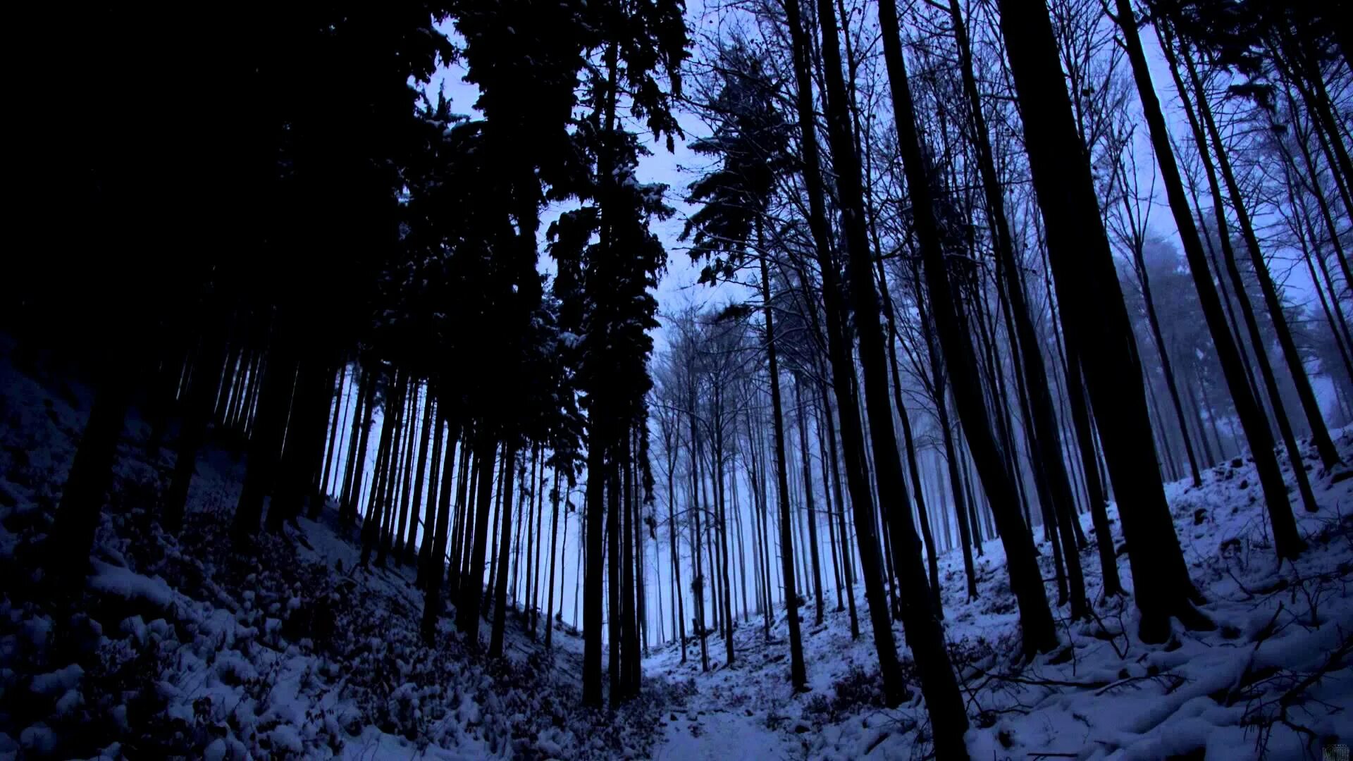 Мрачный снег. Темный страшный лес зимой. Мрачный Сосновый лес. Мрачный зимний лес. Зимний лес ночью.