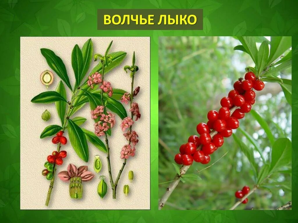 Волчье лыко для детей