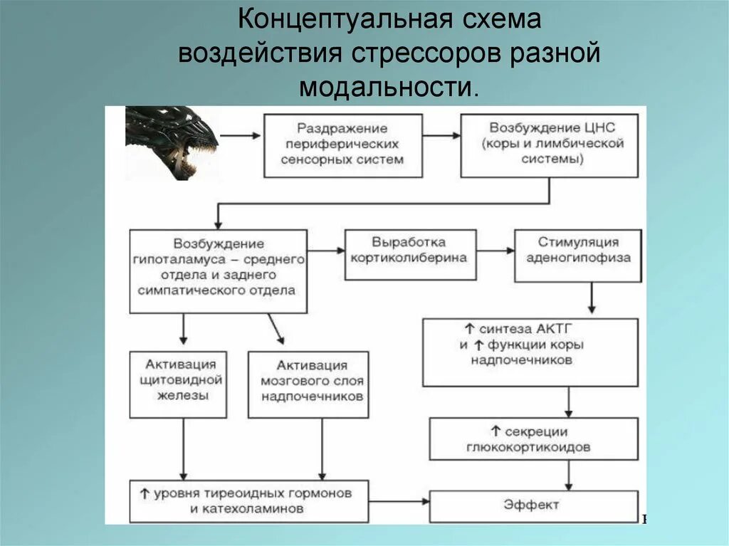 Воздействие вызывающее стресс. Биохимия при стрессе. Биохимические составляющие стресса. Схема воздействия стрессоров разной модальности. Регуляция стресса.