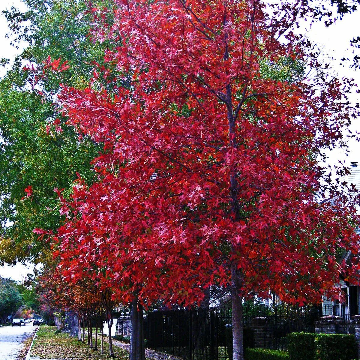 Дуб красный Quercus rubra. Клён канадский краснолистный. Дуб канадский краснолистный. Клен канадский остролистный. Красно черешчатый дуб