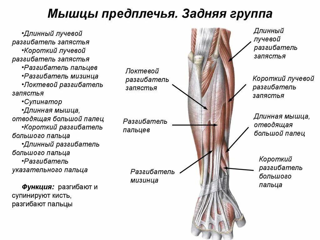 Мышцы выполняющие разворот кисти ладонью. Предплечье мышцы анатомия задняя поверхность. задняя группа разгибателей предплечья. мышцы предплечья анатомия передняя группа. мышцы предплечья задняя группа поверхностный слой.