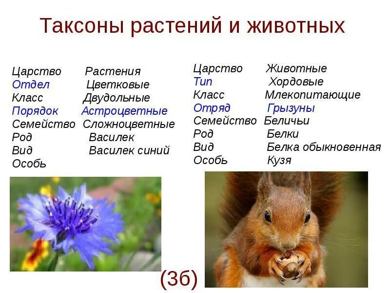 Таблица животных биология 5 класс. Таксономические единицы растений и животных. Классификация животных таксоны. Таксономические единицы растений таблица. Систематические таксоны растений и животных.