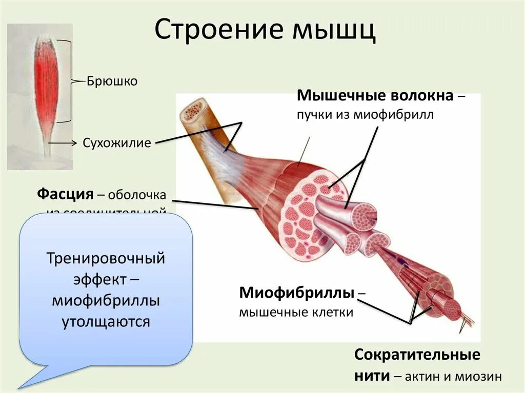 Соединительная мышца. Структура мышечного волокна рисунок. Строение мышцы брюшко сухожилие. Строение волокна скелетной мышцы. Брюшко мышцы, строение скелетной мышцы.