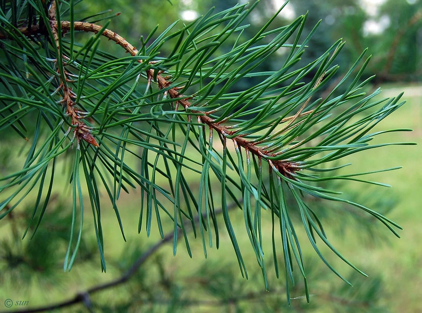 Шютте Pinus Sylvestris. Сосна обыкновенная Moseri. Pinus Sylvestris l. Pinus Sylvestris Tree. Сосновые порядок хвойные