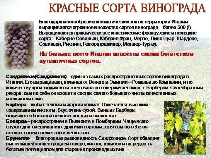 Какой виноград красного вина. Сортовые характеристики винограда. Сорта винограда для вина. Классификация сортов винограда. Красные сорта винограда для вина.