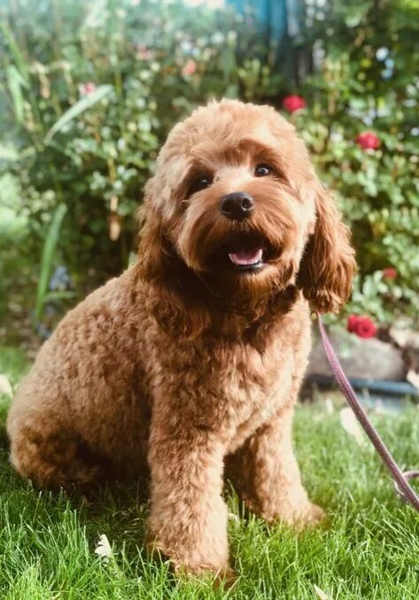 Chocolate Sable Cockapoo puppy Cockapoo puppies, Cockapoo dog, Puppies