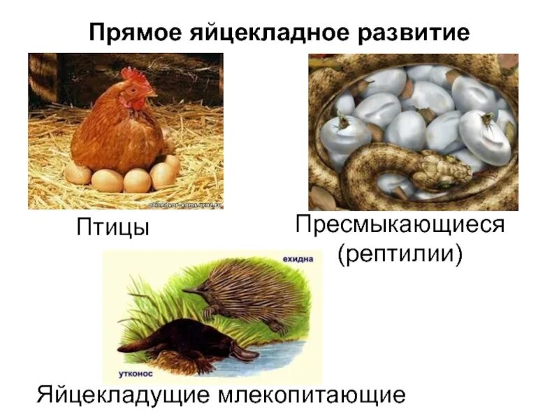 Рептилии, птицы, яйцекладущие млекопитающие. Прямое развитие птиц. Яйцекладный Тип онтогенеза. Яйцекладущие пресмыкающиеся.