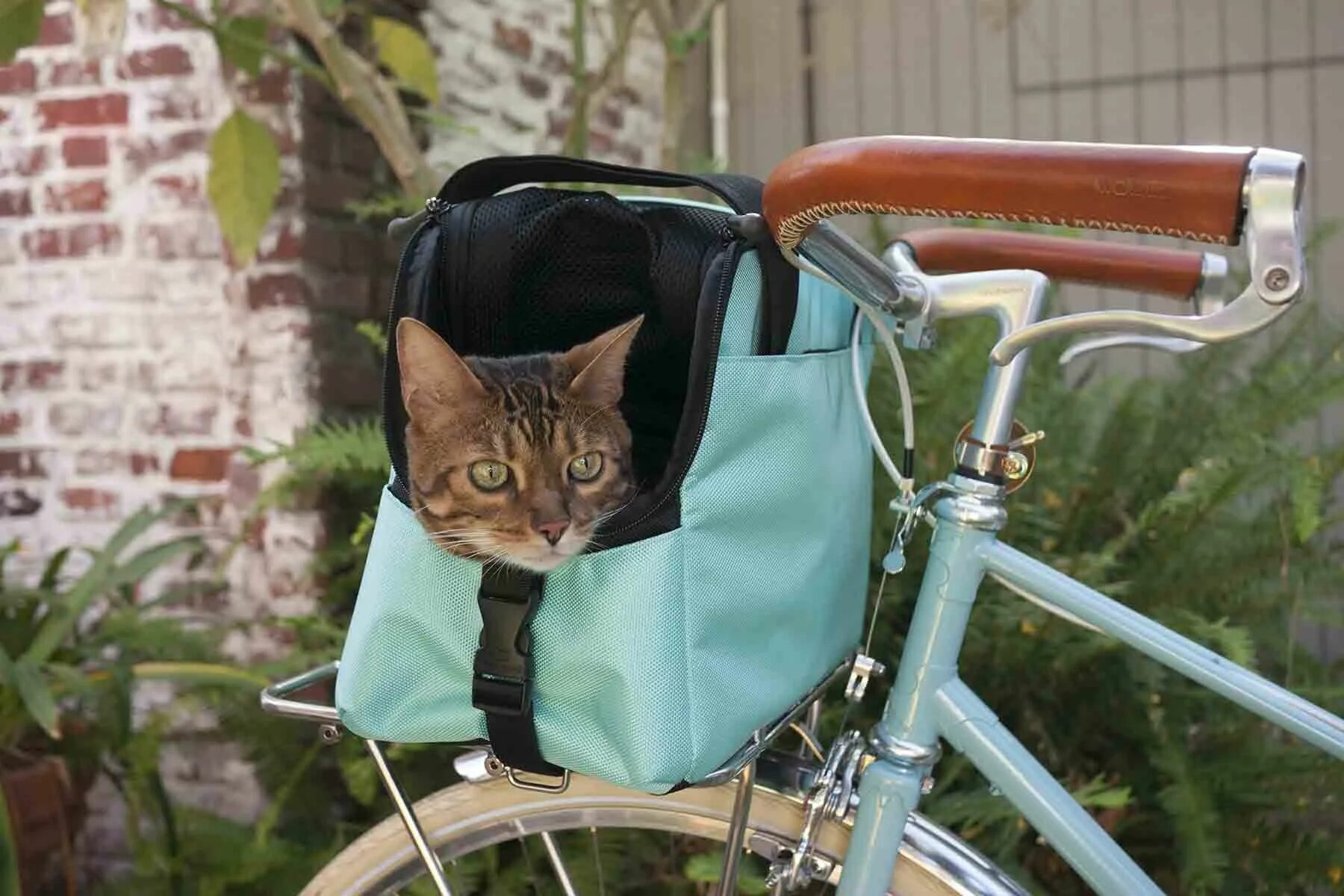 Cat bike. Кот на велосипеде. Корзина для кота на велосипед. Кот в корзинке на велосипеде. Сумка для кота на велосипед.