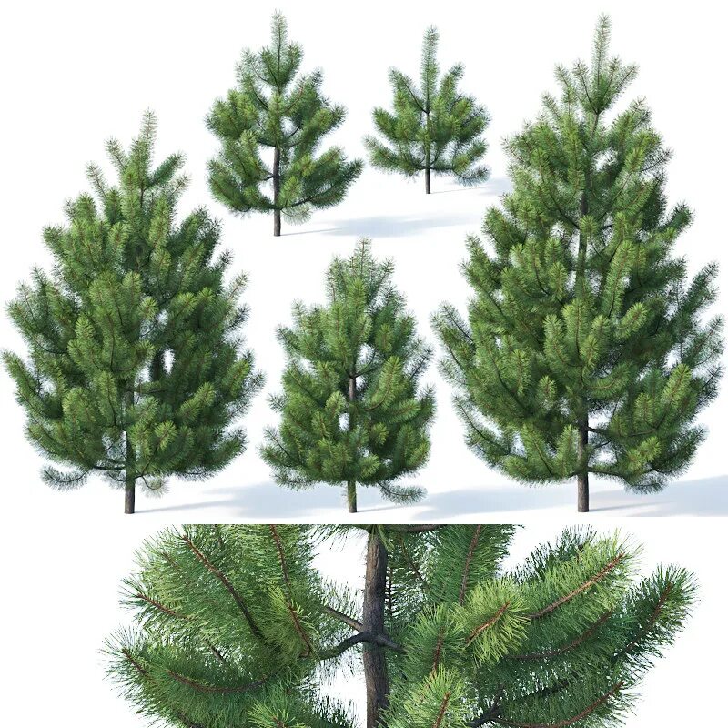 Хвойное объект. 3d модель сосна Горная pumilio. Pinus Sylvestris - 3. Сосна обыкновенная вид сверху. Сосна обыкновенная 3д модель.