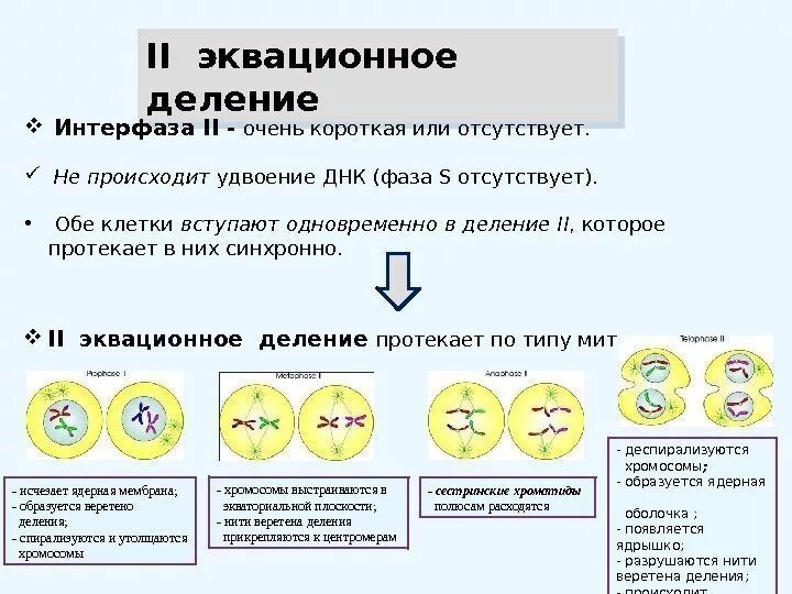 Мейоз изменения в интерфазе. Мейоз изменения в интерфазе